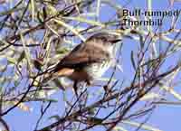 Thornbill